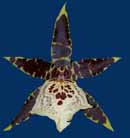 Flying High 'Stars and Bars'